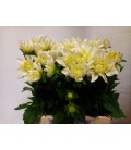 Dahlia White onesta 60 cm