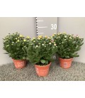 Chrysantheme Mix Carnaval Ø12 