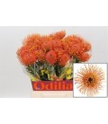 Nutans Gold Dust 60 cm 