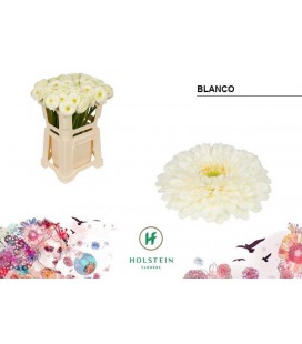 Germini Gerponi Blanco 