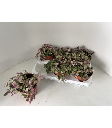 Tradescanthia Quadri Ø 12 h 16