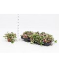 Tradescanthia Quadri Ø 12 h 16