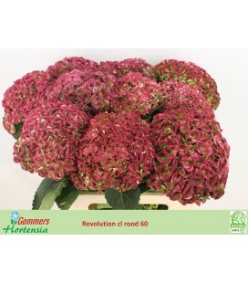 Hortensia Rodeo CL 60 CM Bleu