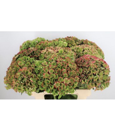 Hortensia Mag Amethiste cl 60 cm