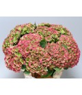 Hortensia Mag Amethiste cl 60 cm