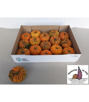 Coloquintes Jack Littel 8 cm