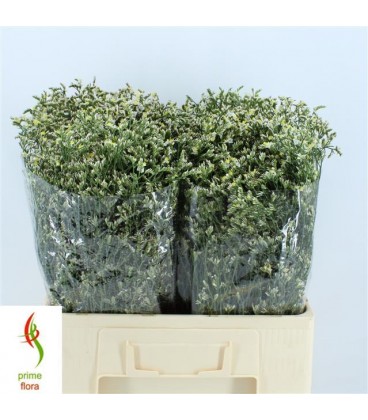 Limoniun china White