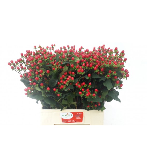 Hypericum Coco Fiesta 65 cm