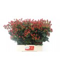 Hypericum Coco Fiesta 65 cm