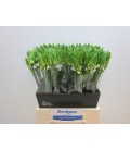 Ornithogalum Thyrsoide 50 cm