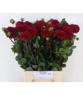 Dahlia Viking 50 cm