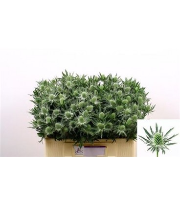 Chardon Sirius Ostar 50 cm