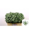 Chardon Sirius Ostar 50 cm