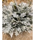 Feuilles de chene teinté Blanc 60cm