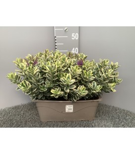 Veronique Panaché Jardiniere 40 cm 