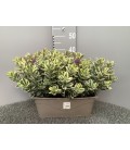 Veronique Panaché Jardiniere 40 cm 