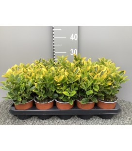 Fusain Aureus pot de 11 