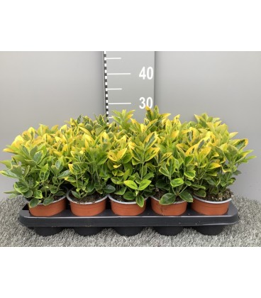 Fusain Aureus pot de 11 H25