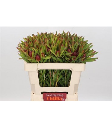 Nutans Ayoba Ch Pear 50 cm