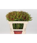 Nutans Ayoba St Pear 70 cm