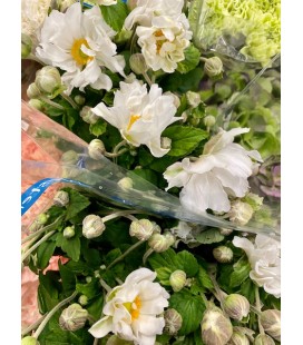 Anemone OV 70 cm
