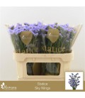 Statice Sky wings 90 cm 