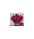 Chrysantheme Purple star 
