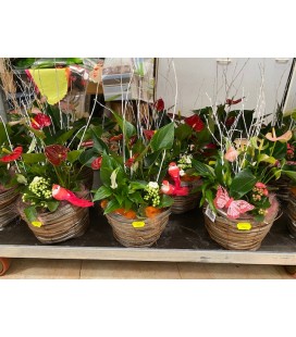 Compo Plantes18