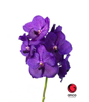 Vanda Violet blue x16