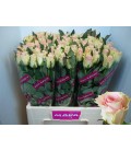 Rose Top Gear 60 Cm