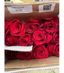 Rose Equat Freedom 60 cm