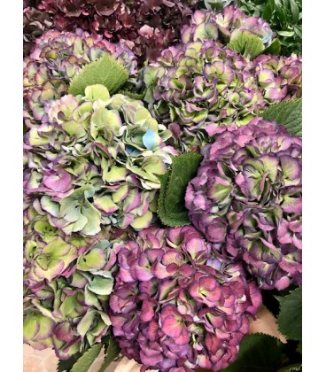 Hortensia Elbtal Al Cl 80 cm