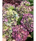 Hortensia Elbtal Al Cl 80 cm
