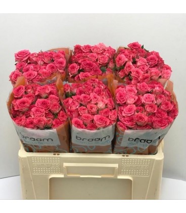Rose Branchue Sweet Julia 50 cm