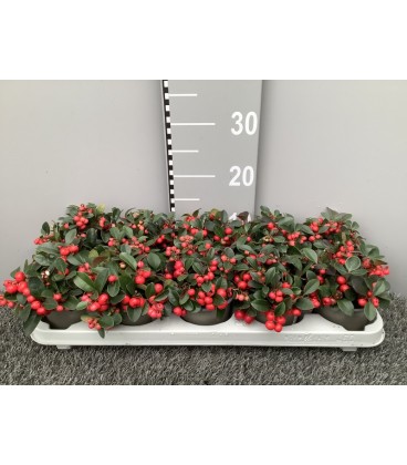 Gaulteria Precubens Ø 10.5