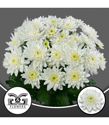 Chrysantheme Pina Colada 70 cm