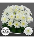 Chrysantheme Pina Colada 70 cm