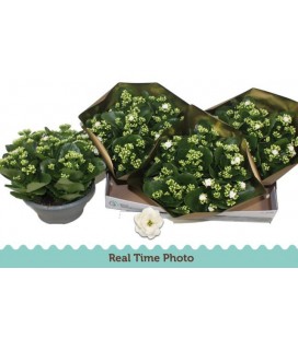 Kalanchoé Menzel Ø 23 