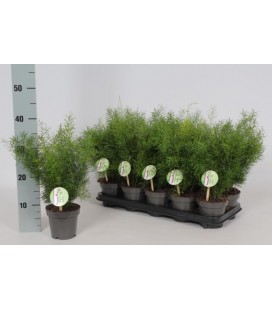 Asparagus Sprengeri Ø 12
