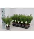Asparagus Sprengeri Ø 12