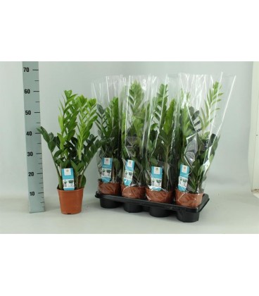 Zamioculcas pot de 12