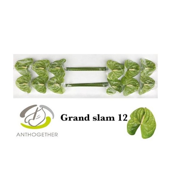 Anthurium Grand slam x 16