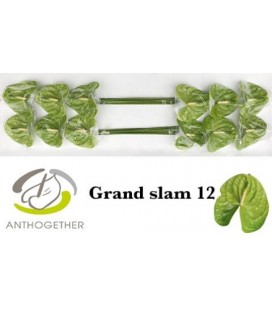 Anthurium Grand slam x 16