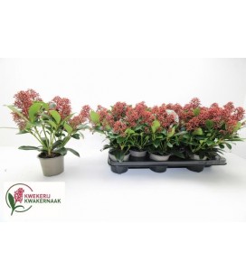 Skimmia pot de 10.50 H30 cm