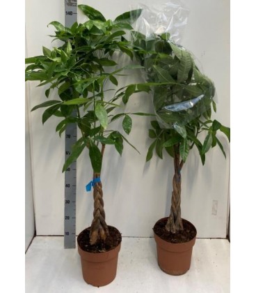 Pachira Aquatica pot 24 H 130 cm 