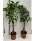 Pachira Aquatica pot 24 H 130 cm 