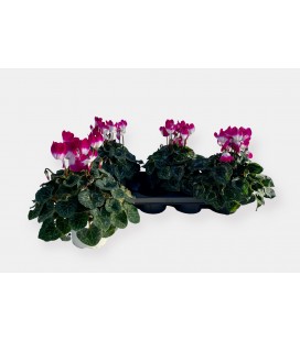 Cyclamen Indiaka pot de 13