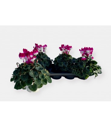 Cyclamen Indiaka pot de 15 h 35