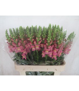 Muflier Ani Rose 80 cm