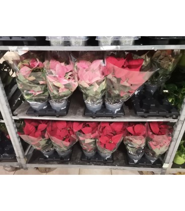 Poinsetia pot de 15 cm